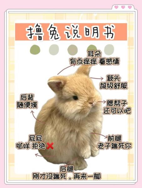 兔子开心时有什么表现_兔子难过怎么安慰