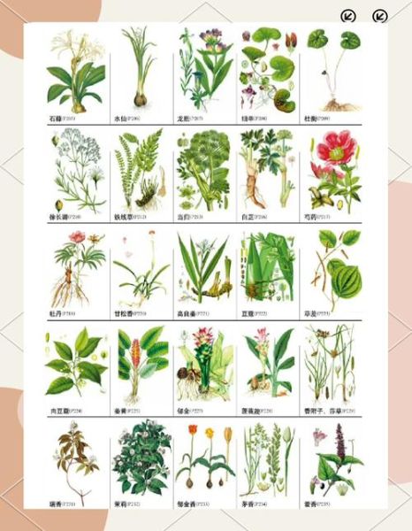 植物大百科必读书目有哪些_如何挑选植物学入门经典