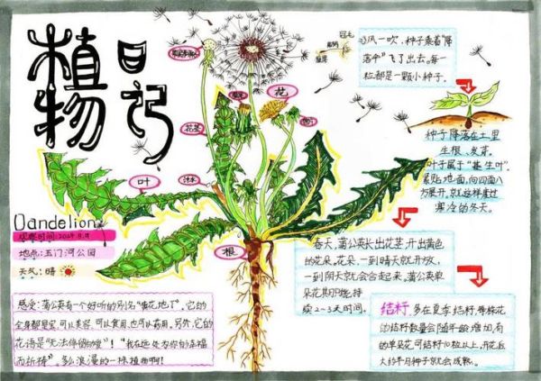 什么是自然笔记_如何写自然百科读书笔记