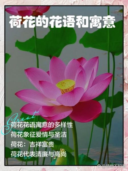 莲花的花语是什么_莲花象征什么情感
