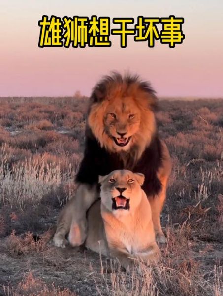 雄狮如何表达情感_雄狮情感交流方式