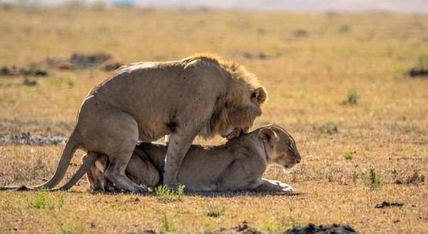 雄狮如何表达情感_雄狮情感交流方式