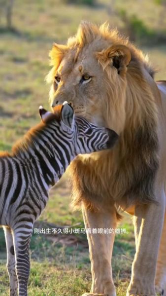 雄狮如何表达情感_雄狮情感交流方式