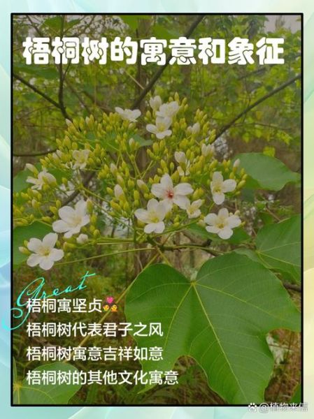 梧桐表达情感_梧桐树象征什么