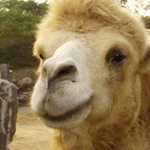 骆驼为什么哭泣_骆驼哭泣代表什么