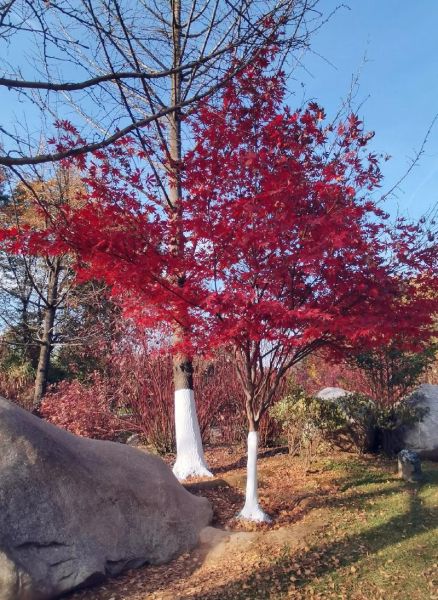 枫叶红了代表什么情感_枫叶红了为什么会让人想哭