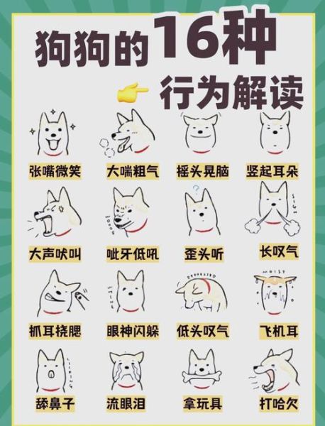 宠物如何表达情感_狗狗摇尾巴是开心吗