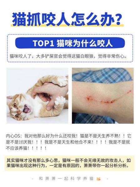 为什么猫咪会突然咬人_猫咪咬人怎么办