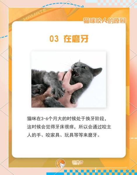 为什么猫咪会突然咬人_猫咪咬人怎么办