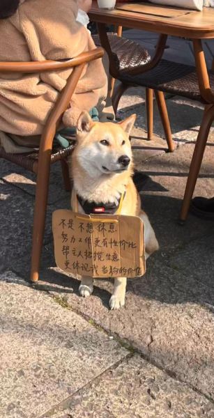 小黑狗为什么总叹气_小黑狗叹气是伤心吗