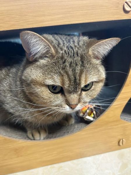 猫咪为什么突然不理人_小猫情绪低落怎么办