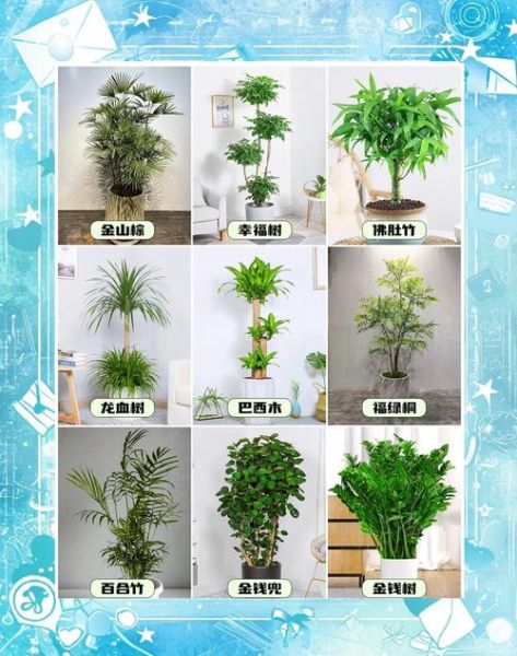 植物百科读书分享_适合新手的室内绿植有哪些