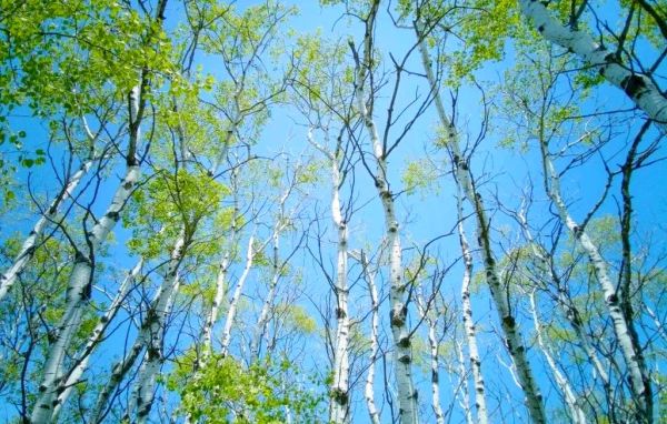 白杨表达情感_白杨象征什么