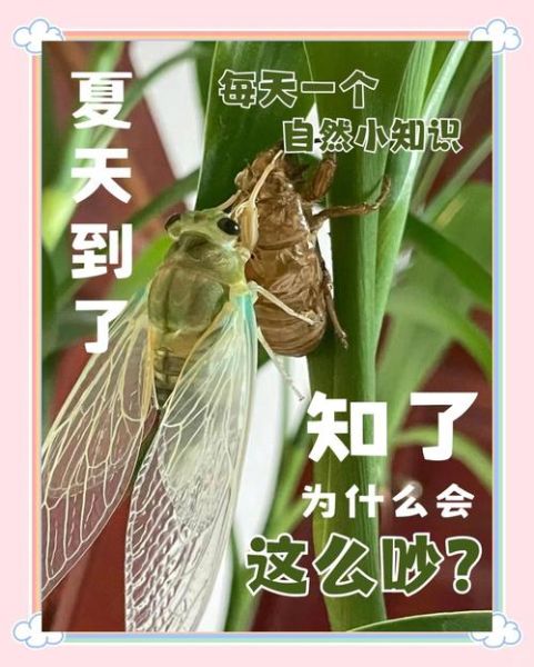 蝉为什么一直叫_蝉鸣代表什么情感