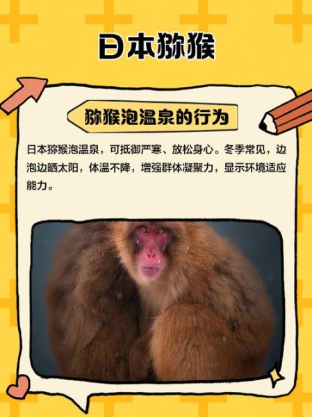 日本读书猴是谁_读书猴作品有哪些