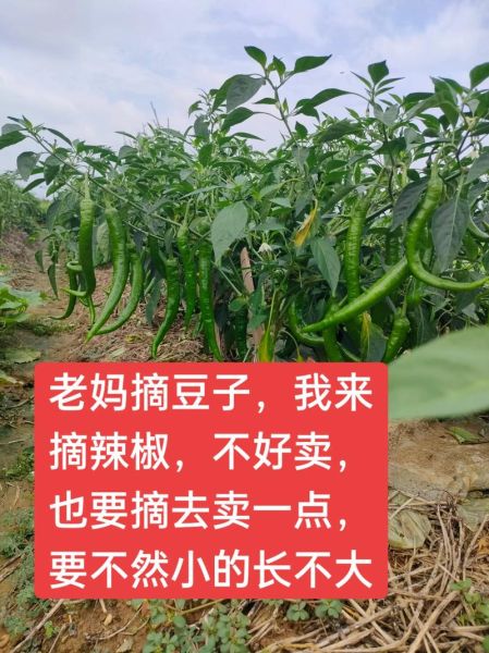 种菜能带来什么情感_如何缓解焦虑