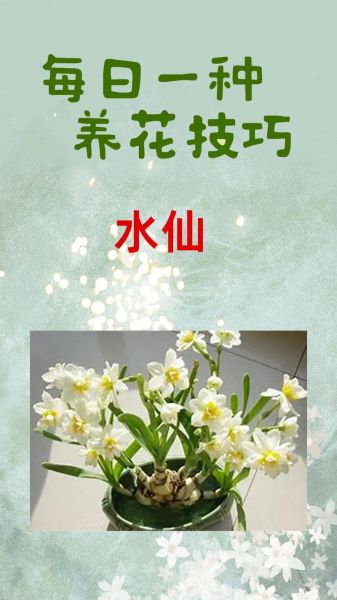 水仙花语是什么_如何用水仙表达暗恋