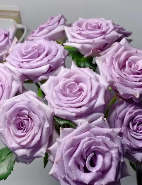 淡紫色代表什么情感_淡紫色象征意义