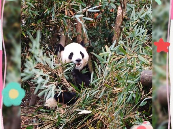 熊猫为什么只吃竹子_熊猫一天吃多少竹子