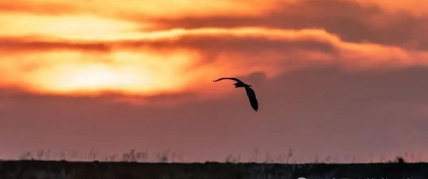 飞鸟为什么孤独_飞鸟如何表达情感
