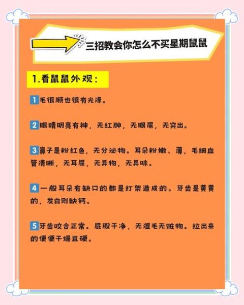 硕鼠表达情感_如何识别硕鼠的情绪变化