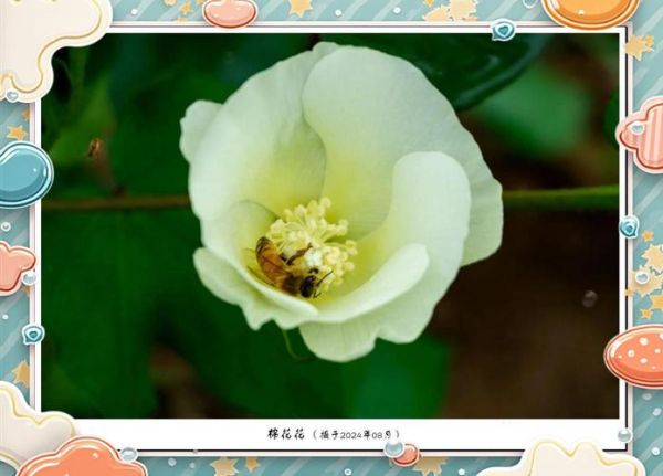 棉花代表什么情感_如何用棉花表达爱意