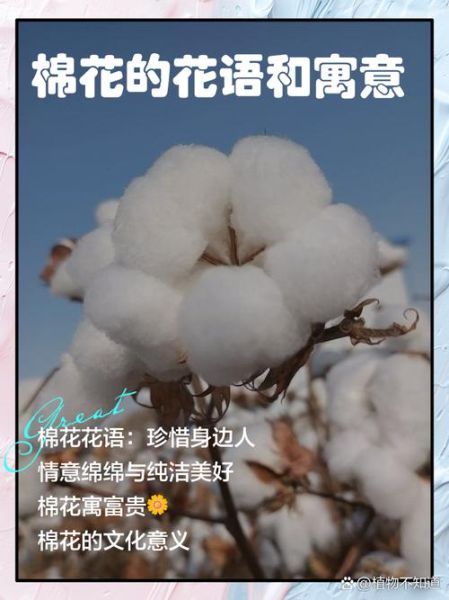 棉花代表什么情感_如何用棉花表达爱意