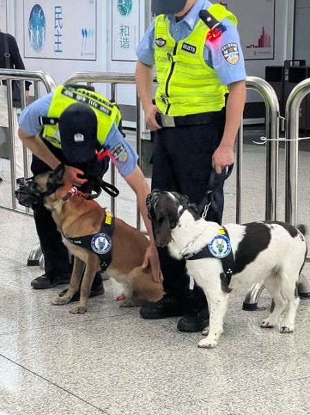 小警犬会哭吗_小警犬情绪识别方法
