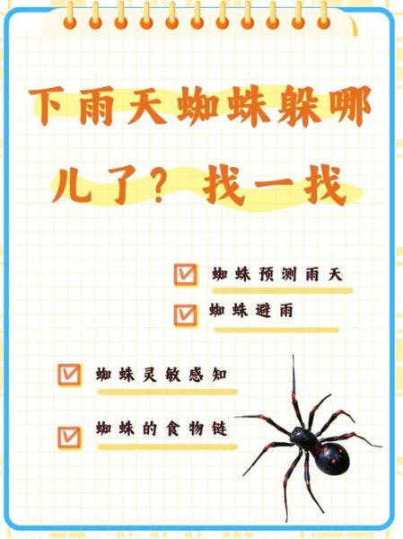 蜘蛛会表达情感吗_蜘蛛如何传递情绪信号