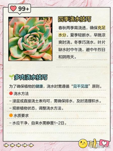 多肉植物多久浇一次水_新手如何养多肉