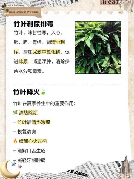 竹叶代表什么情感_竹叶象征什么寓意