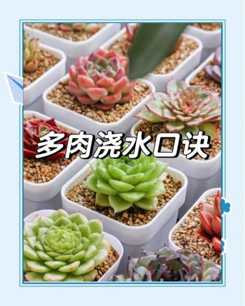 多肉植物多久浇一次水_多肉植物怎么养才爆盆