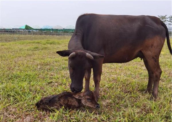 母牛为什么会流眼泪_母牛情绪如何识别