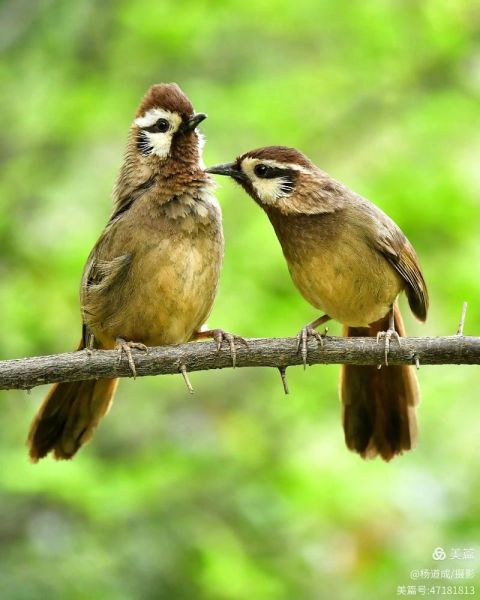 鸟儿如何表达情感_鸟类情感交流方式